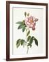 Rosa Gallica Versicolor-Pierre-Joseph Redouté-Framed Giclee Print