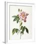 Rosa Gallica Versicolor-Pierre-Joseph Redouté-Framed Giclee Print