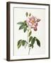 Rosa Gallica Versicolor-Pierre-Joseph Redouté-Framed Giclee Print