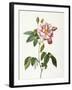 Rosa Gallica Versicolor-Pierre-Joseph Redouté-Framed Giclee Print