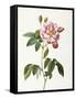 Rosa Gallica Versicolor-Pierre-Joseph Redouté-Framed Stretched Canvas