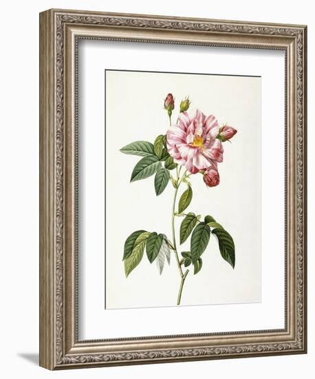 Rosa Gallica Versicolor-Pierre-Joseph Redouté-Framed Giclee Print