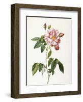 Rosa Gallica Versicolor-Pierre-Joseph Redouté-Framed Giclee Print