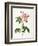 Rosa Gallica Versicolor-Pierre-Joseph Redouté-Framed Giclee Print