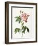 Rosa Gallica Versicolor-Pierre-Joseph Redouté-Framed Giclee Print