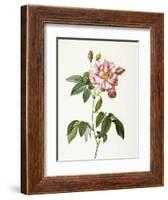 Rosa Gallica Versicolor-Pierre-Joseph Redouté-Framed Giclee Print