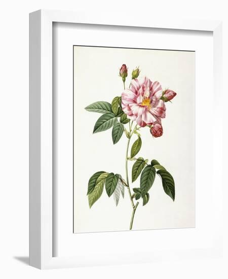 Rosa Gallica Versicolor-Pierre-Joseph Redouté-Framed Giclee Print