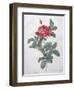 Rosa Gallica-Pierre-Joseph Redouté-Framed Giclee Print