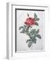 Rosa Gallica-Pierre-Joseph Redouté-Framed Giclee Print