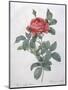 Rosa Gallica-Pierre-Joseph Redouté-Mounted Giclee Print