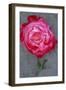 Rosa Gaujard-Den Reader-Framed Photographic Print