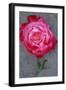 Rosa Gaujard-Den Reader-Framed Photographic Print