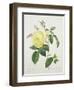 Rosa Indica, Engraved by Bessin, from 'Choix Des Plus Belles Fleurs', 1827-Pierre Joseph Redout?-Framed Giclee Print