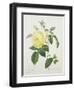 Rosa Indica, Engraved by Bessin, from 'Choix Des Plus Belles Fleurs', 1827-Pierre Joseph Redout?-Framed Giclee Print