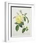 Rosa Indica, Engraved by Bessin, from 'Choix Des Plus Belles Fleurs', 1827-Pierre Joseph Redout?-Framed Giclee Print