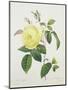 Rosa Indica, Engraved by Bessin, from 'Choix Des Plus Belles Fleurs', 1827-Pierre Joseph Redout?-Mounted Giclee Print
