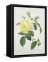 Rosa Indica, Engraved by Bessin, from 'Choix Des Plus Belles Fleurs', 1827-Pierre Joseph Redout?-Framed Stretched Canvas