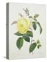 Rosa Indica, Engraved by Bessin, from 'Choix Des Plus Belles Fleurs', 1827-Pierre Joseph Redout?-Stretched Canvas