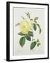 Rosa Indica, Engraved by Bessin, from 'Choix Des Plus Belles Fleurs', 1827-Pierre Joseph Redout?-Framed Giclee Print