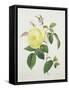 Rosa Indica, Engraved by Bessin, from 'Choix Des Plus Belles Fleurs', 1827-Pierre Joseph Redout?-Framed Stretched Canvas