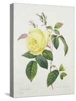 Rosa Indica, Engraved by Bessin, from 'Choix Des Plus Belles Fleurs', 1827-Pierre Joseph Redout?-Stretched Canvas