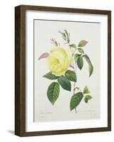 Rosa Indica, Engraved by Bessin, from 'Choix Des Plus Belles Fleurs', 1827-Pierre Joseph Redout?-Framed Giclee Print