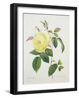 Rosa Indica, Engraved by Bessin, from 'Choix Des Plus Belles Fleurs', 1827-Pierre Joseph Redout?-Framed Giclee Print