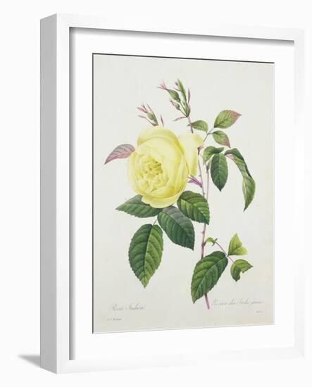 Rosa Indica, Engraved by Bessin, from 'Choix Des Plus Belles Fleurs', 1827-Pierre Joseph Redout?-Framed Giclee Print