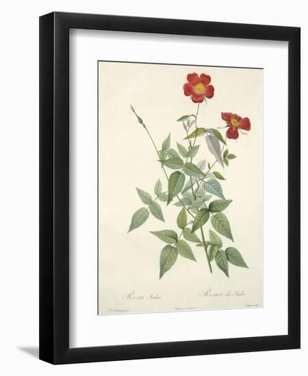 Rosa Indica, Engraved by Chapuy, from 'Les Roses', 1817-24-Pierre-Joseph Redouté-Framed Giclee Print