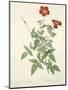 Rosa Indica, Engraved by Chapuy, from 'Les Roses', 1817-24-Pierre-Joseph Redouté-Mounted Giclee Print