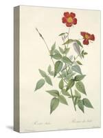 Rosa Indica, Engraved by Chapuy, from 'Les Roses', 1817-24-Pierre-Joseph Redouté-Stretched Canvas