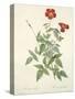 Rosa Indica, Engraved by Chapuy, from 'Les Roses', 1817-24-Pierre-Joseph Redouté-Stretched Canvas