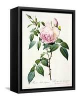Rosa Indica Fragrans, Engraved by Langlois, Published by Remond-Pierre-Joseph Redouté-Framed Stretched Canvas