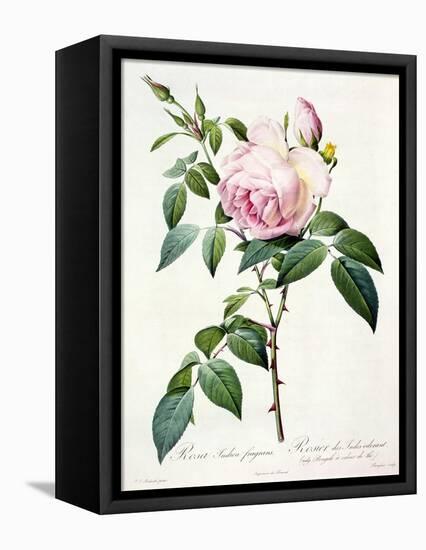 Rosa Indica Fragrans, Engraved by Langlois, Published by Remond-Pierre-Joseph Redouté-Framed Stretched Canvas