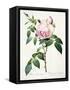 Rosa Indica Fragrans, Engraved by Langlois, Published by Remond-Pierre-Joseph Redouté-Framed Stretched Canvas