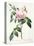 Rosa Indica Fragrans, Engraved by Langlois, Published by Remond-Pierre-Joseph Redouté-Stretched Canvas