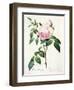 Rosa Indica Fragrans, Engraved by Langlois, Published by Remond-Pierre-Joseph Redouté-Framed Giclee Print