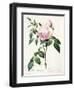 Rosa Indica Fragrans, Engraved by Langlois, Published by Remond-Pierre-Joseph Redouté-Framed Giclee Print