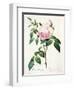 Rosa Indica Fragrans, Engraved by Langlois, Published by Remond-Pierre-Joseph Redouté-Framed Giclee Print