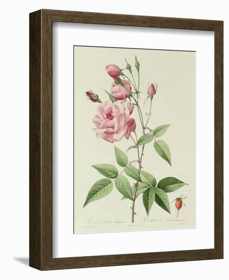 Rosa Indica Vulgaris-Pierre-Joseph Redouté-Framed Giclee Print