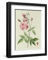 Rosa Indica Vulgaris-Pierre-Joseph Redouté-Framed Giclee Print