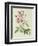 Rosa Indica Vulgaris-Pierre-Joseph Redouté-Framed Giclee Print