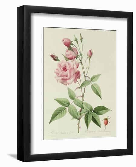 Rosa Indica Vulgaris-Pierre-Joseph Redouté-Framed Giclee Print