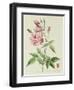 Rosa Indica Vulgaris-Pierre-Joseph Redouté-Framed Giclee Print