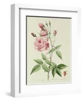 Rosa Indica Vulgaris-Pierre-Joseph Redouté-Framed Giclee Print