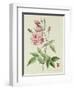 Rosa Indica Vulgaris-Pierre-Joseph Redouté-Framed Giclee Print