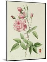 Rosa Indica Vulgaris-Pierre-Joseph Redouté-Mounted Giclee Print