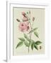 Rosa Indica Vulgaris-Pierre-Joseph Redouté-Framed Giclee Print