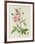 Rosa Indica Vulgaris-Pierre-Joseph Redouté-Framed Giclee Print