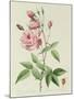 Rosa Indica Vulgaris-Pierre-Joseph Redouté-Mounted Giclee Print